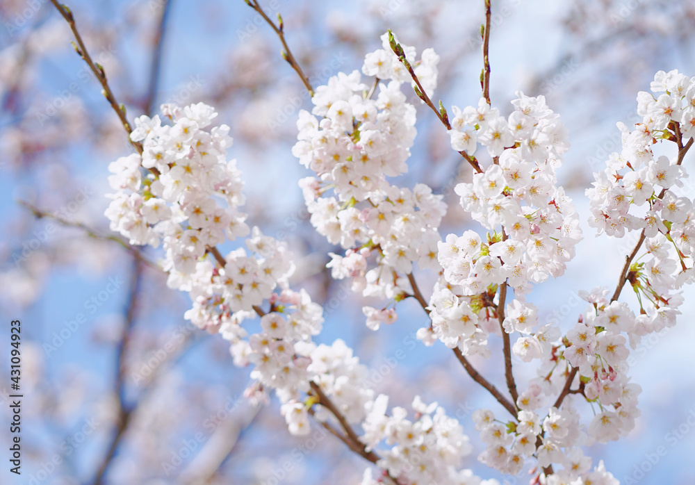 Beautiful white sakura blooming in the spring in Japan. Beautiful white sakura blooming in the spring in Japan.