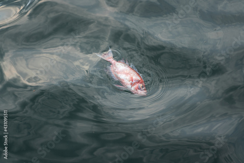 Canvas Print Died fish floating on water surface, Ecosystem and environmental problem from contaminated water