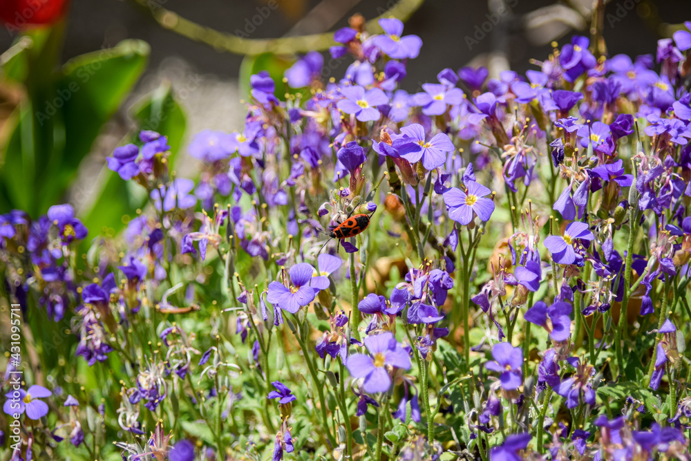 Fototapeta premium flowers in the garden with a tiny Bug 
