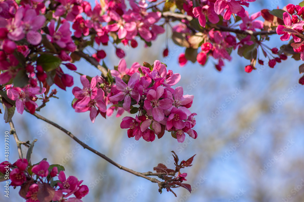Ornamental malus apple tree plant flowering during springtime, toringo scarlet bright purple leaves and pink flowers in bloom Ornamental malus apple tree plant flowering during springtime, toringo scarlet bright purple leaves and pink flowers in bloom