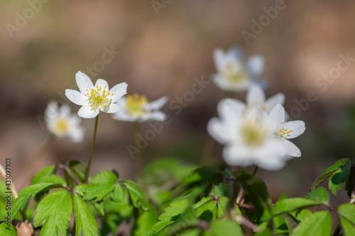 Anemonoides nemorosa wood anemone white flower in bloom, springtime flowering bunch of wild plants