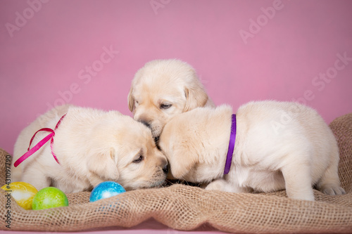 Portrait of kissing labrador puppies with easter eggs, in studio. Happy easter dog.
