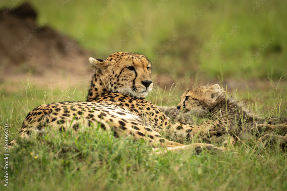 Naklejka premium Cheetah lies on grass with young cub