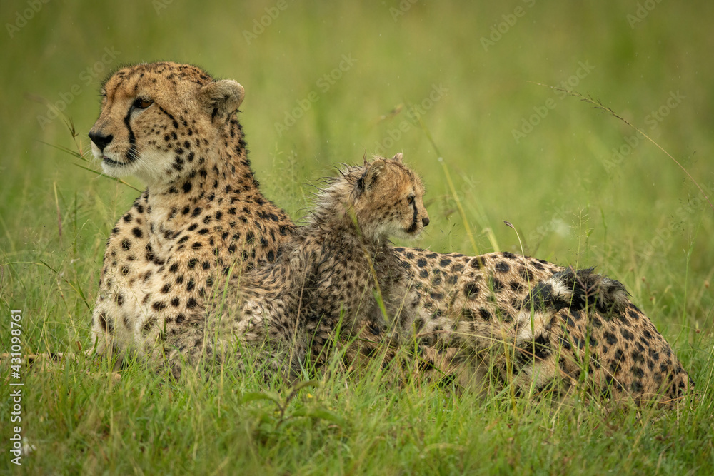Cheetah lies in rain with wet cub Cheetah lies in rain with wet cub