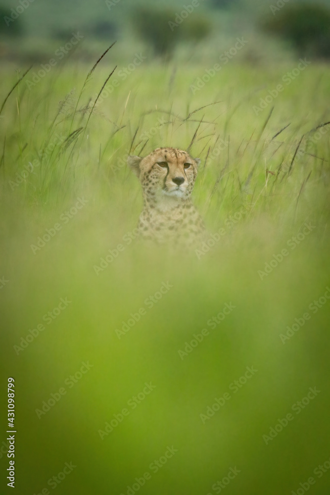Fototapeta premium Cheetah sits staring ahead in blurred grass
