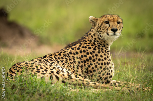 Cheetah lies in grass near termite mound