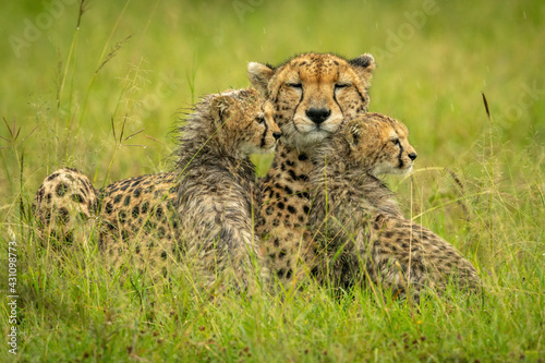 Cheetah lies with two cubs in rain