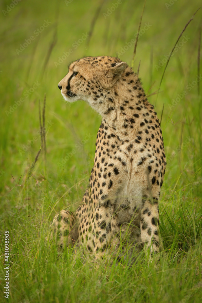 Cheetah sits in long grass looking left Cheetah sits in long grass looking left