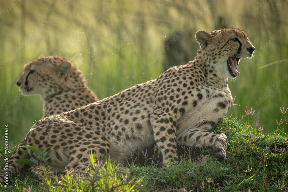 Fototapeta premium Cheetah lies yawning beside another in grass