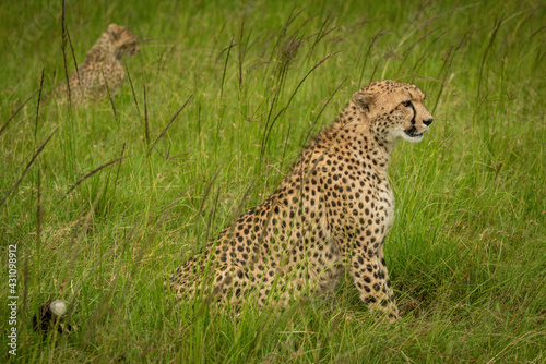 Cheetah sits in long grass near cub