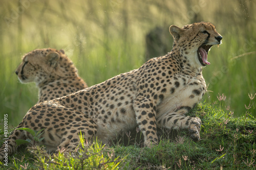 Cheetah lies yawning beside another on grass