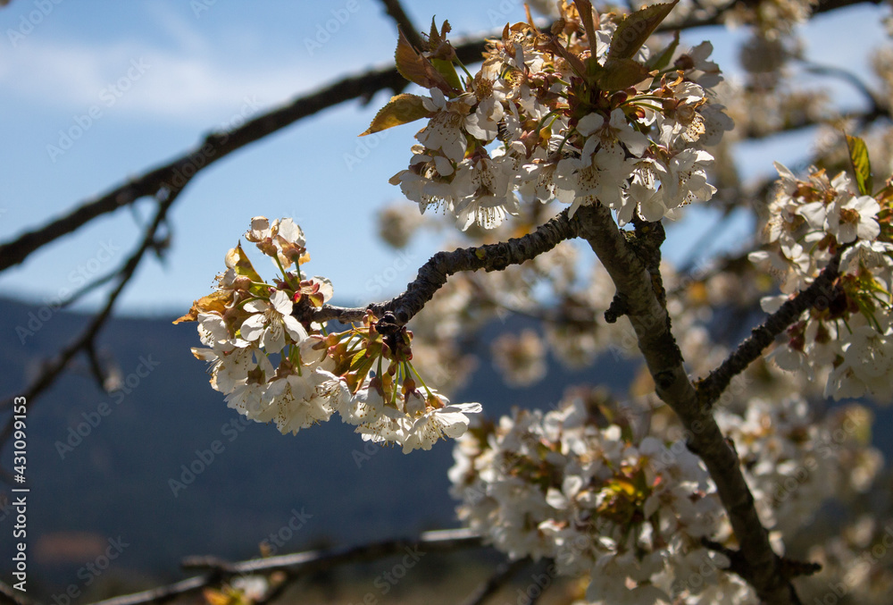Fototapeta premium Spring flowers and landscapes in northern Spain