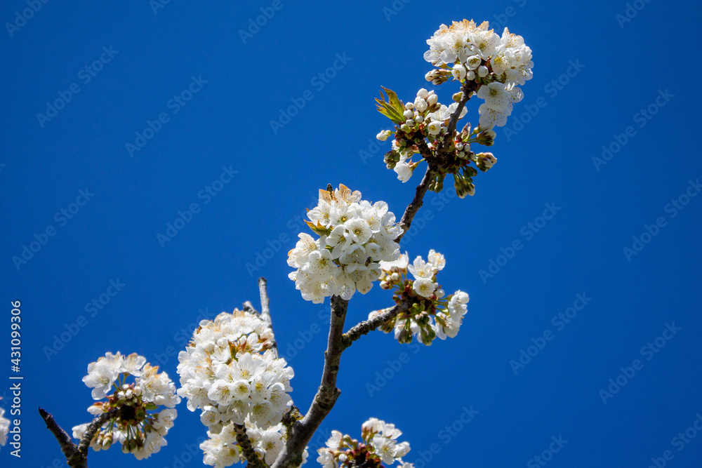 Spring flowers and landscapes in northern Spain