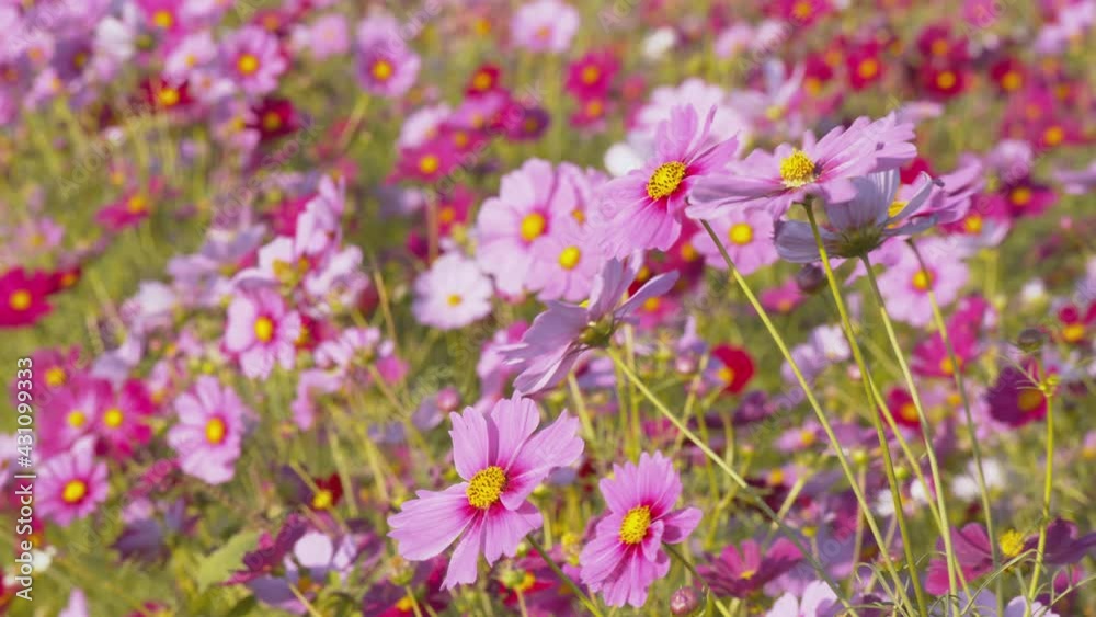 Cosmos flower fast moving in sunny day in spring time Cosmos flower fast moving in sunny day in spring time