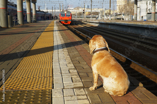 A lonely dog sits on a train station platform and meets the train. photo