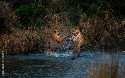 Tiger juvenile cubs playfighting in the Ramganga River 