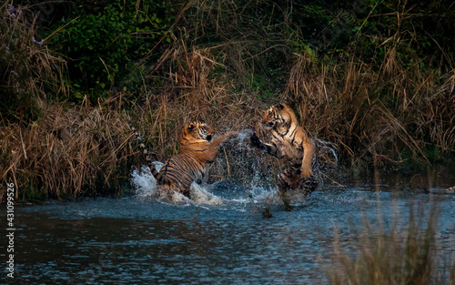 Tiger juvenile cubs playfighting in the Ramganga River 