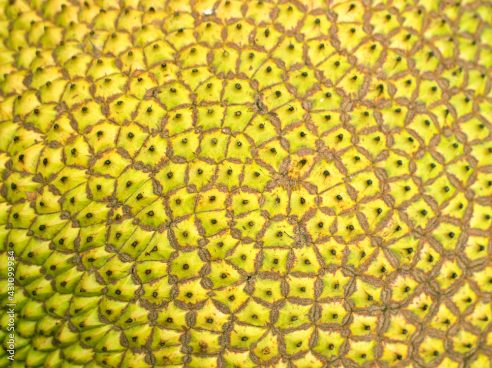 Close up green skin jackfruit texture background tropical fruit