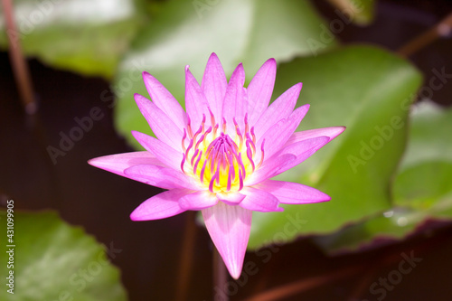 Closeup blooming sweet pink waterlily beautiful lotus flower