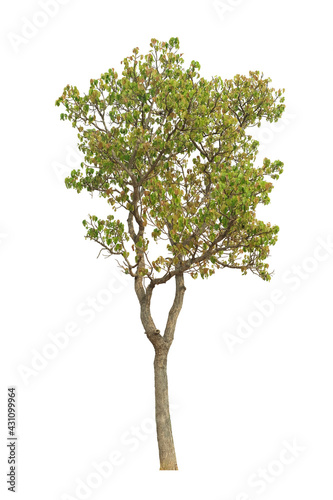 tree side view isolated on white background  for landscape and architecture layout drawing  elements for environment and garden