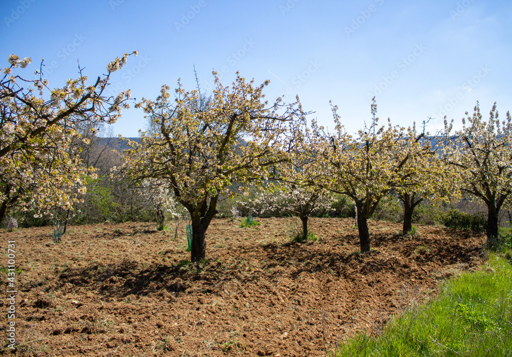 Spring flowers and landscapes in northern Spain Spring flowers and landscapes in northern Spain