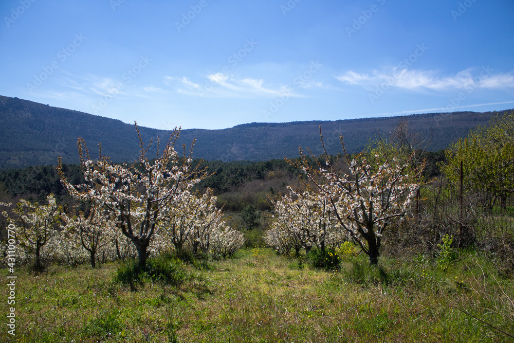 Spring flowers and landscapes in northern Spain Spring flowers and landscapes in northern Spain