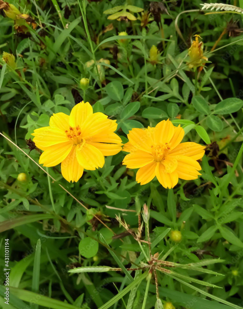 Closeup of yellow cosmos flower in garden.
Cosmos sulphureus. Beautiful view of Cosmos flower. Asteraceae. Closeup of yellow cosmos flower in garden.
Cosmos sulphureus. Beautiful view of Cosmos flower. Asteraceae.