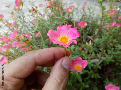 Hand Hold Portulaca grandiflora. Portulacaceae. Also known as rose moss, Mexican rose, moss rose, sun rose. close up.