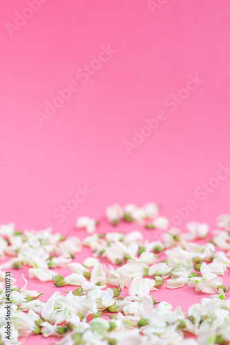 분홍배경에 뿌려진 꽃잎과 카피공간