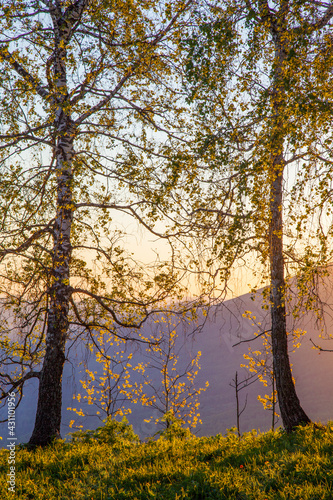 Birch trees on the background of the dawn sky