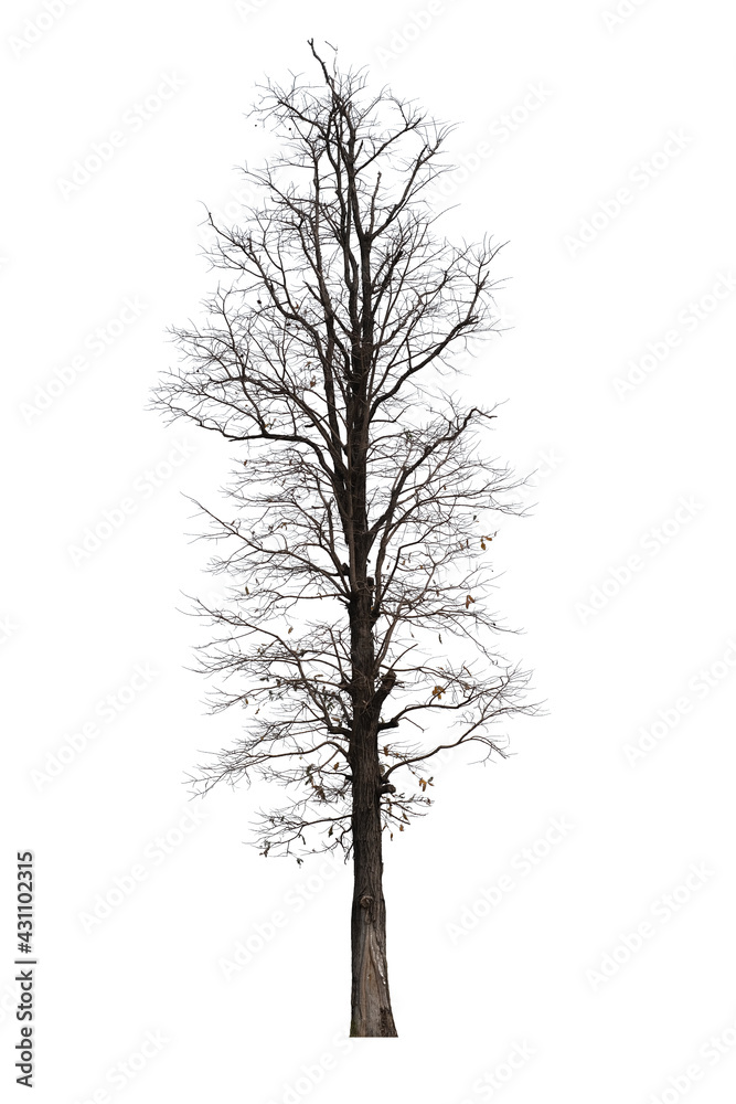 Obraz premium tree side view isolated on white background for landscape and architecture layout drawing, elements for environment and garden