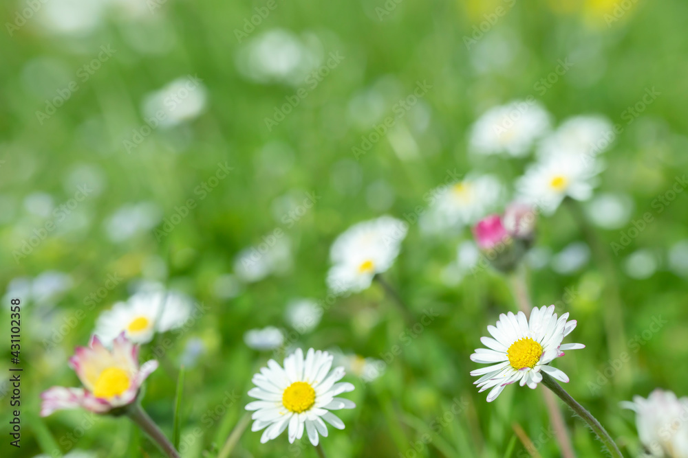 Closeup into a meadow of daisy flowers (Bellis perennis). Focus on the right flower. Closeup into a meadow of daisy flowers (Bellis perennis). Focus on the right flower.