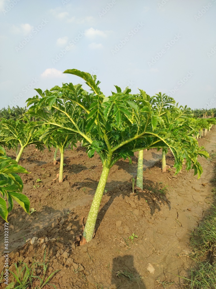 Elephant foot yam field cultivation. Fresh green elephant foot yam