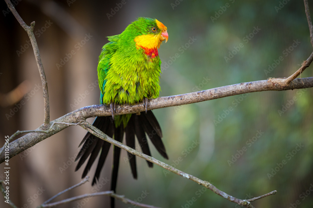 beautiful parrot on a branch