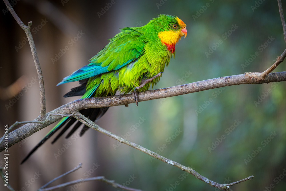 beautiful parrot on a branch beautiful parrot on a branch