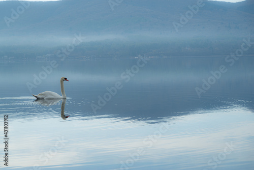 Fototapeta Naklejka Na Ścianę i Meble -  朝霧の中を泳ぐ白鳥