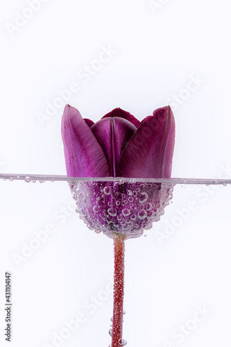 tulip of purple color. very elegant photo on a white background background. The tulip is in water full of bubbles.