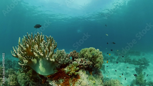 Tropical coral reef. Scene reef. Marine life sea world. Underwater fish reef marine. Philippines.