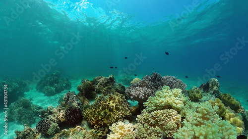 Wallpaper Mural Colourful tropical coral reef. Scene reef. Seascape under water. Philippines. Torontodigital.ca