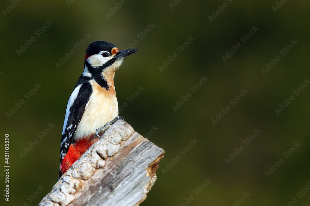 The great spotted woodpecker (Dendrocopos major) on the dry trunk with green background. Black and white European woodpecker with red nape and green background. The great spotted woodpecker (Dendrocopos major) on the dry trunk with green background. Black and white European woodpecker with red nape and green background.