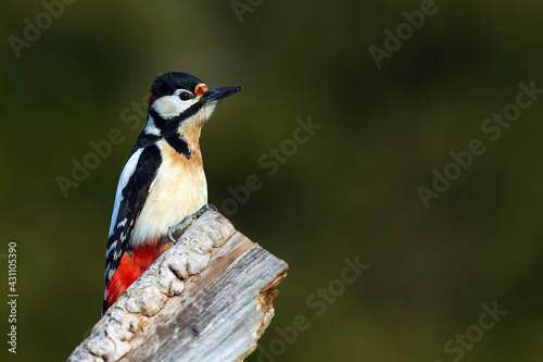 The great spotted woodpecker (Dendrocopos major) on the dry trunk with green background. Black and white European woodpecker with red nape and green background.