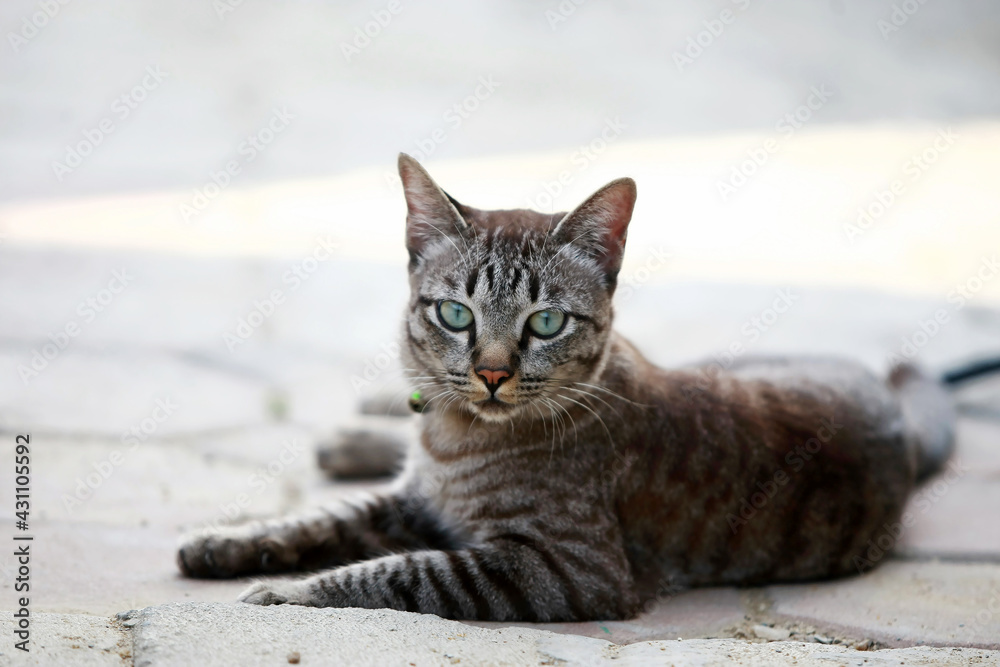 Lovely gray cat sitting at outdoor Lovely gray cat sitting at outdoor
