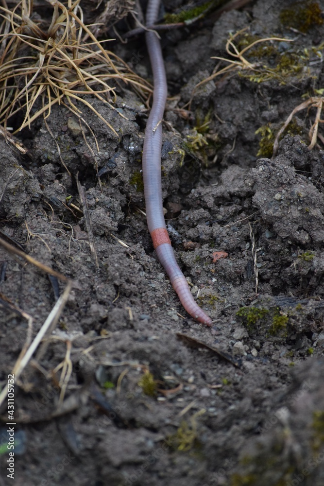 Earthworm in the Vineyard Earthworm in the Vineyard