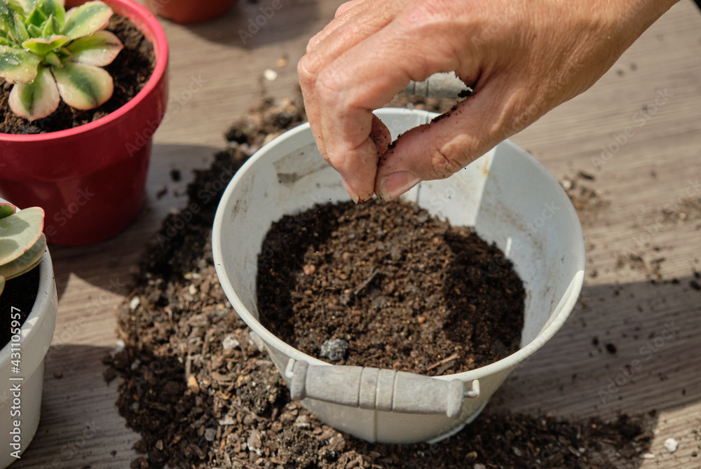 Close-up of woman's hands planting seeds in a tin pot. Watering and care of outdoor plants. Gardening at home. Close-up of woman's hands planting seeds in a tin pot. Watering and care of outdoor plants. Gardening at home.