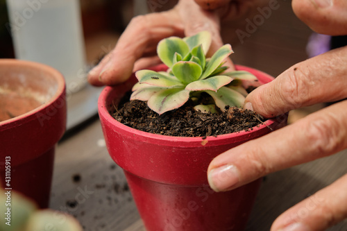 Close-up of woman hands transplanting, take care and watering cactus at home. Watering and caring for outdoor plants. Gardening.