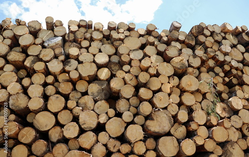 background of many cut logs ready to be taken to the sawmill and turned into furniture