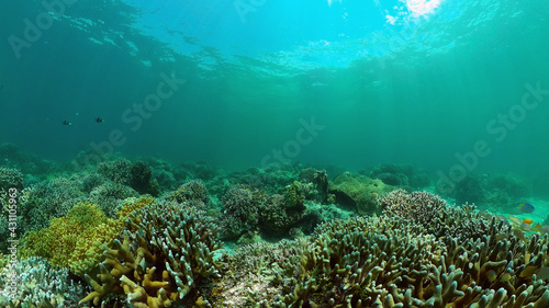 Coral reef and tropical fishes. The underwater world of the Philippines. Underwater colorful tropical coral reef seascape. © Alex Traveler