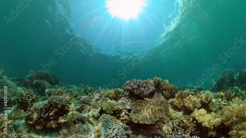 Fototapeta Naklejka Na Ścianę i Meble -  Tropical underwater sea fish. Colourful tropical coral reef. Scene reef. Philippines.