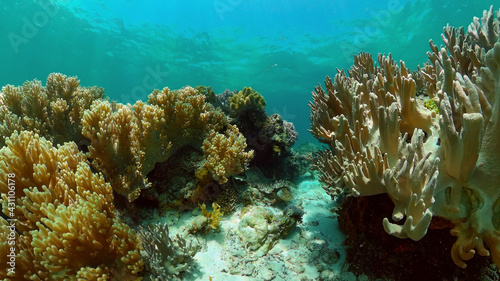 Underwater sea fish. Tropical fishes and coral reef underwater. Philippines.