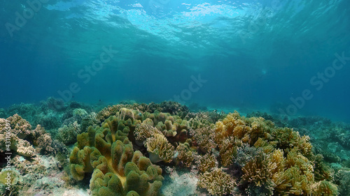 Tropical fishes and coral reef, underwater footage. Seascape under water. Philippines. © Alex Traveler